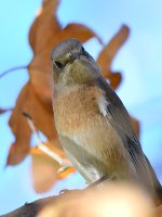 Bluebird2.jpg