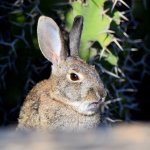 Rabbit.jpg