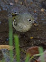 YellowRumpWarbler2.jpg