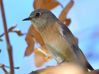 Bluebird3.jpg