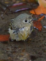 YellowRumpWarbler6.jpg