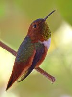 Hummer11.jpg