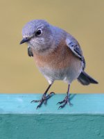 Bluebird.jpg