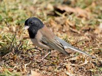 Junco.jpg