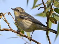 YellowRumpWarbler.jpg