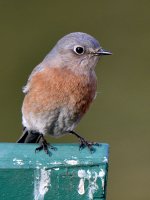 Bluebird4.jpg