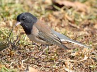 Junco3.jpg