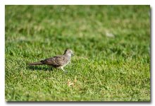 bird-walks.jpg