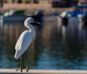 DSC_3276.jpg