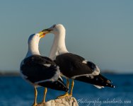 DSC_3161.jpg