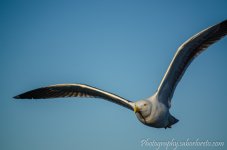 DSC_3178.jpg