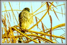 DSC_8748.jpg