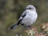 Mockingbird.jpg