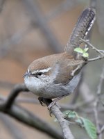 Wren7.jpg