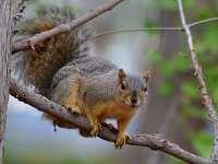 Squirrel2.jpg