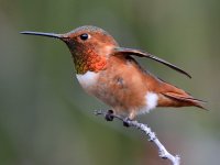 Hummer8.jpg