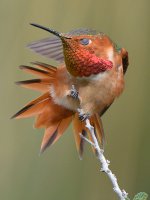 Hummer31.jpg