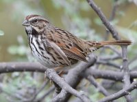 Sparrow4.jpg