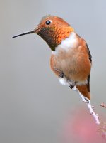 Hummer18.jpg