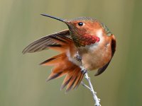 Hummer32.jpg