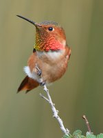 Hummer33.jpg