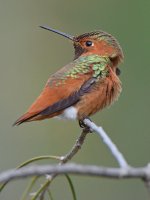 Hummer26.jpg