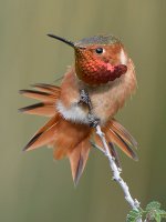 Hummer34.jpg