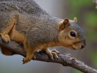 Squirrel.jpg