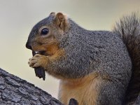 Squirrel3.jpg