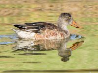 Shoveler.jpg