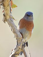 Bluebird.jpg