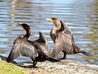 Cormorant.jpg