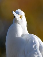 Egret2.jpg