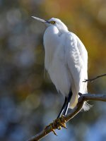 Egret5.jpg
