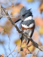 Kingfisher14.jpg
