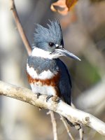 Kingfisher4.jpg