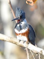 Kingfisher5.jpg