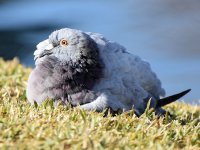 Pigeon.jpg