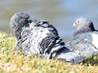 Pigeon2.jpg