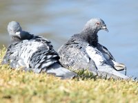Pigeon4.jpg