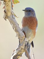 Bluebird2.jpg