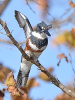 Kingfisher11.jpg