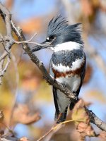 KingfisherTwig.jpg