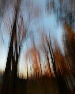forêt imaginaire2.jpg