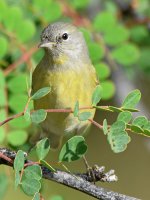 OrangeCrownWarbler3.jpg
