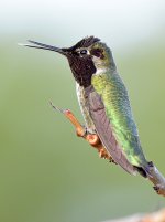 Hummer17.jpg
