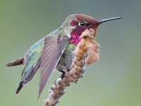 Hummer32.jpg