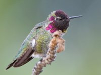 Hummer28.jpg