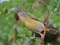 OrangeCrownWarbler2.jpg