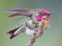 Hummer31.jpg
